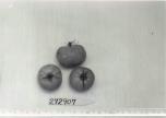 Click for 1 image(s) for this accession. FRUIT